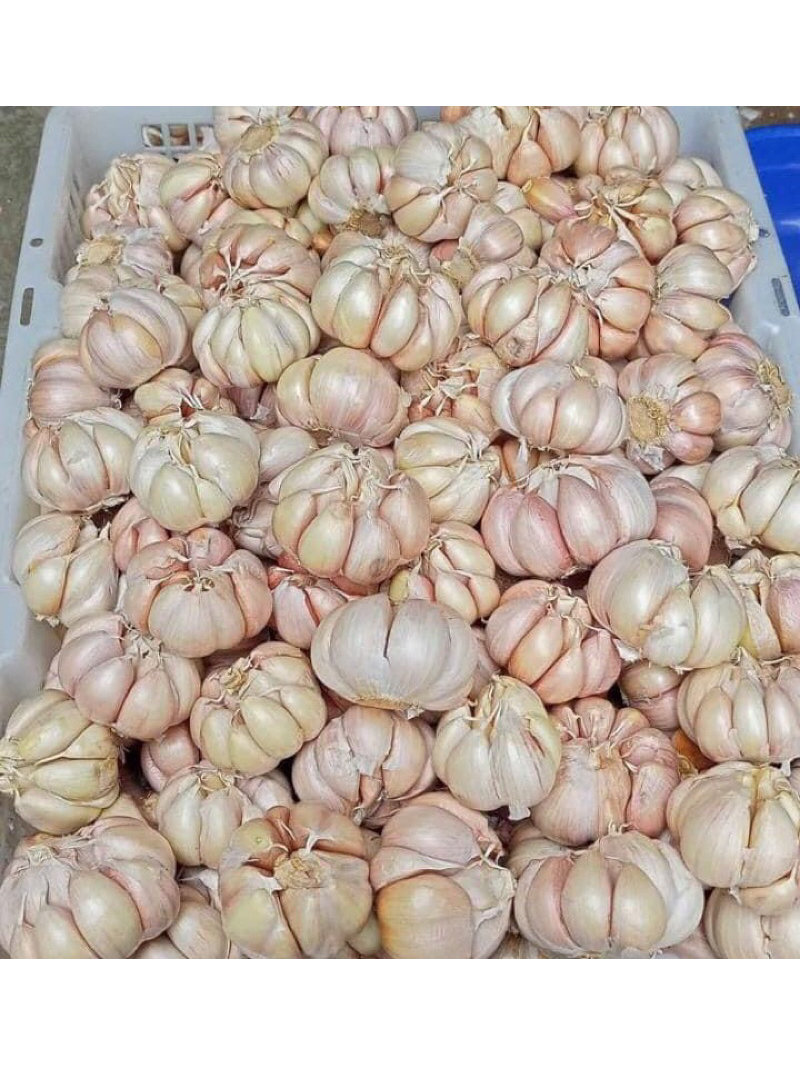 Bawang Putih Honan